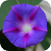 Endangered plant